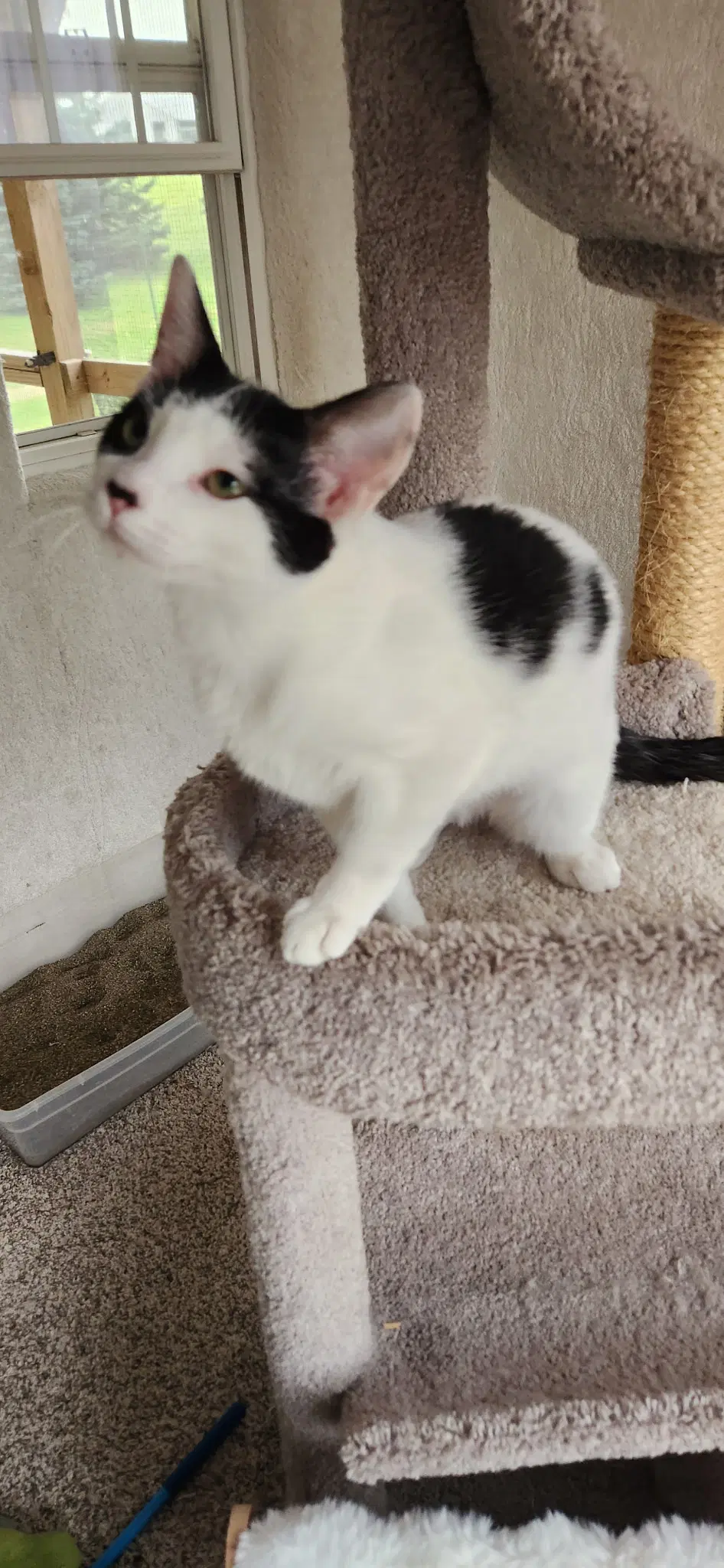 Little Sass - The Jan Litter image 2