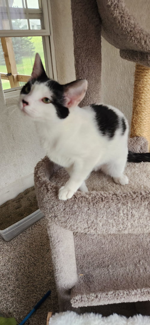 Photo 2 of Little Sass - The Jan Litter