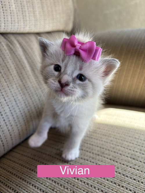Vivian - Pretty Woman Litter