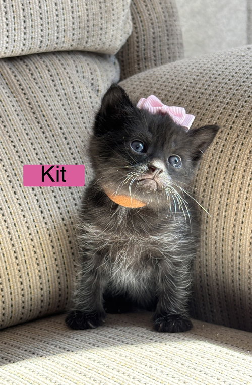 Kit - Pretty Woman Litter