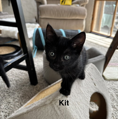 Kit photo 2