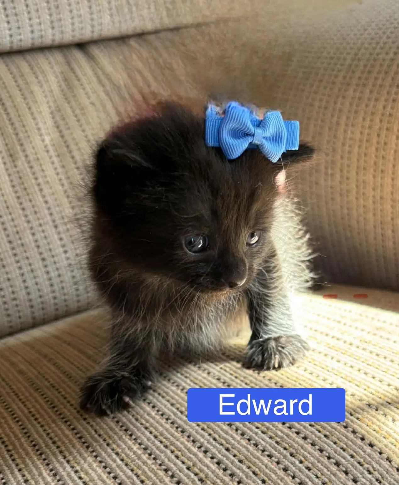 Edward - Pretty Woman Litter image 2