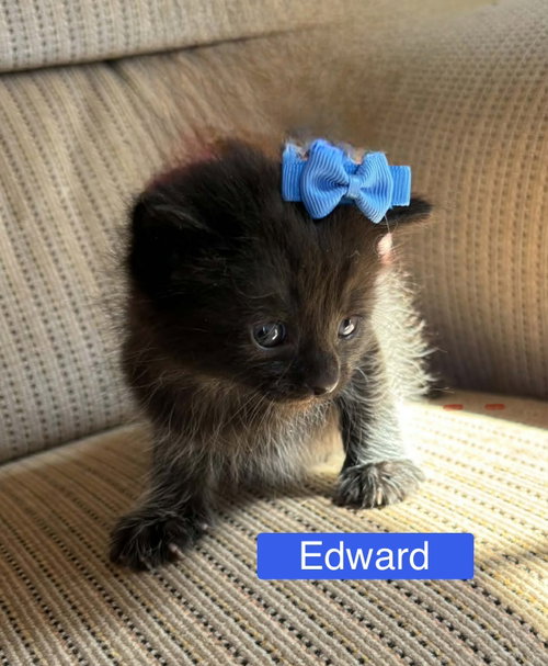 Edward - Pretty Woman Litter