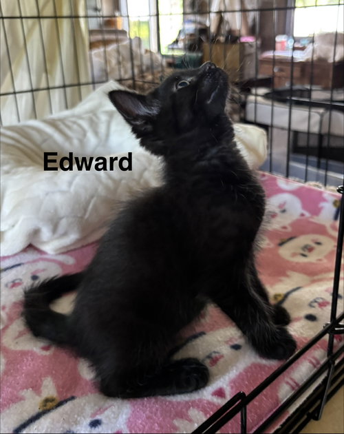 Photo 3 of Edward - Pretty Woman Litter