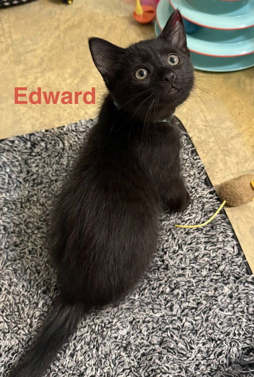 Edward - Pretty Woman Litter, a cat for adoption from PAWS UP PET RESCUE INC