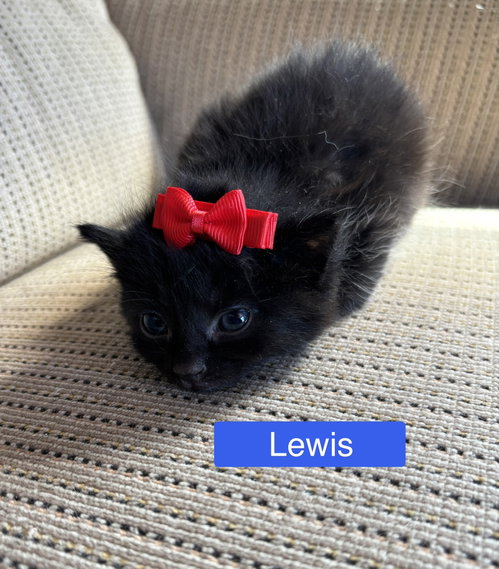 Lewis - Pretty Woman Litter