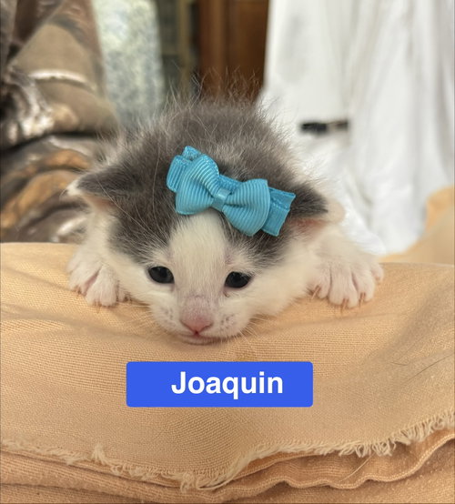 Joaquin - The Phoenix Litter