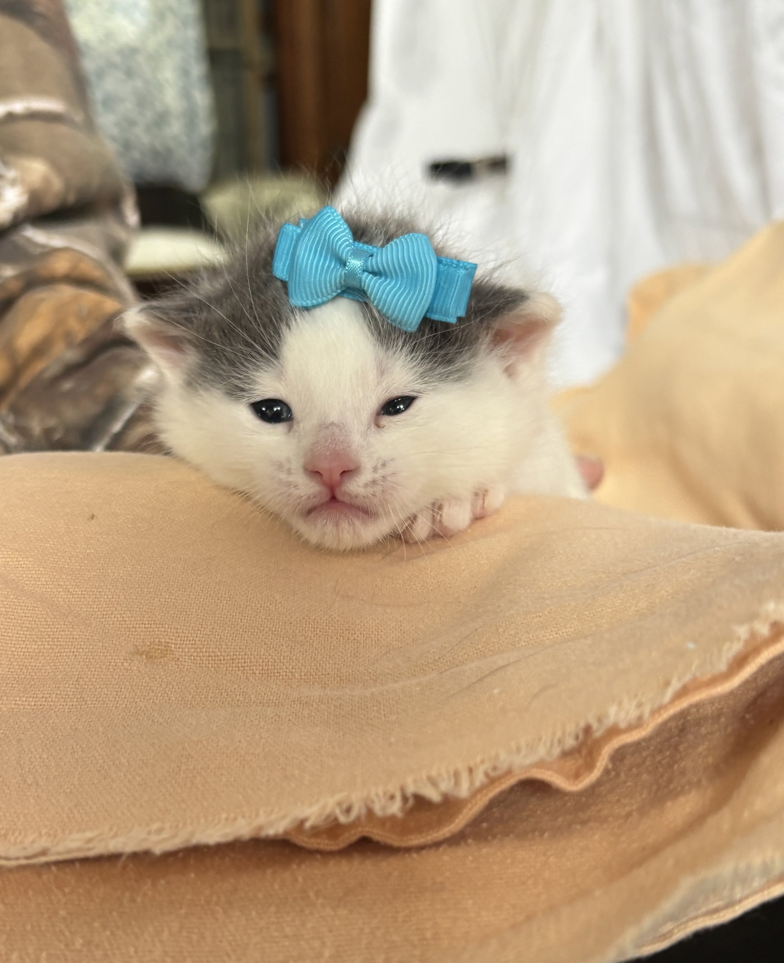 Joaquin - The Phoenix Litter, photo 5