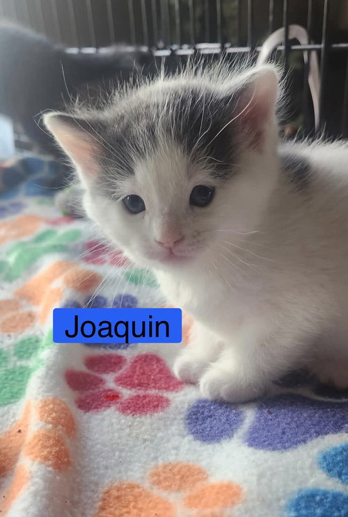 Photo 3 of Joaquin - The Phoenix Litter