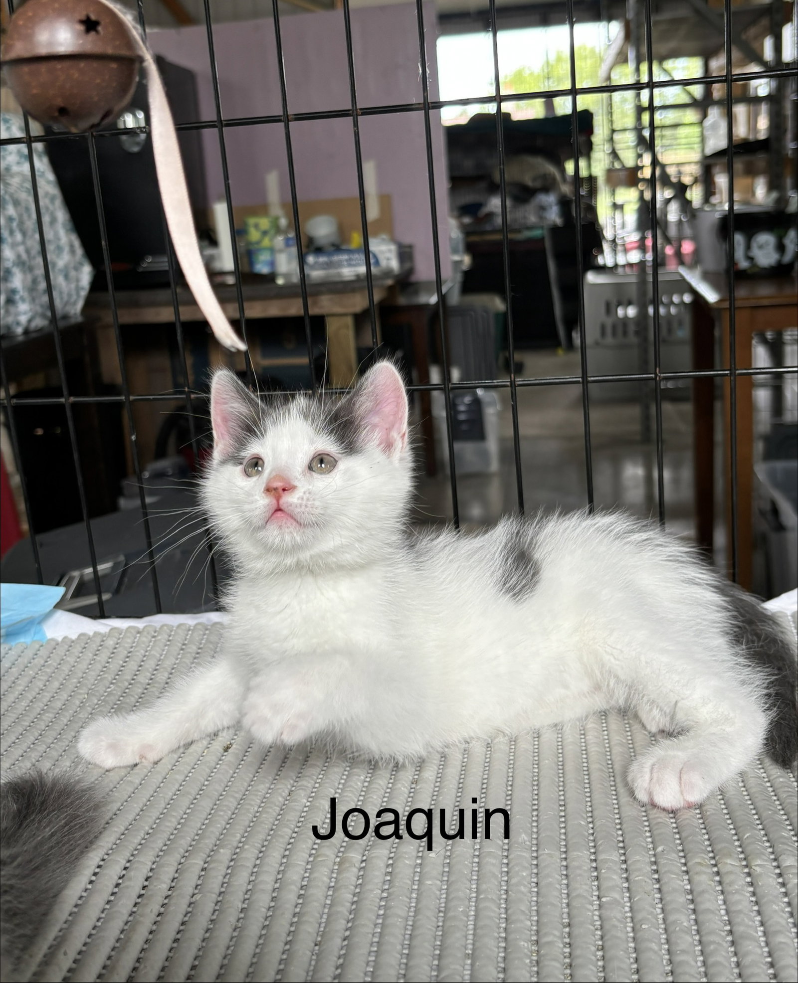 Joaquin - The Phoenix Litter, photo 4