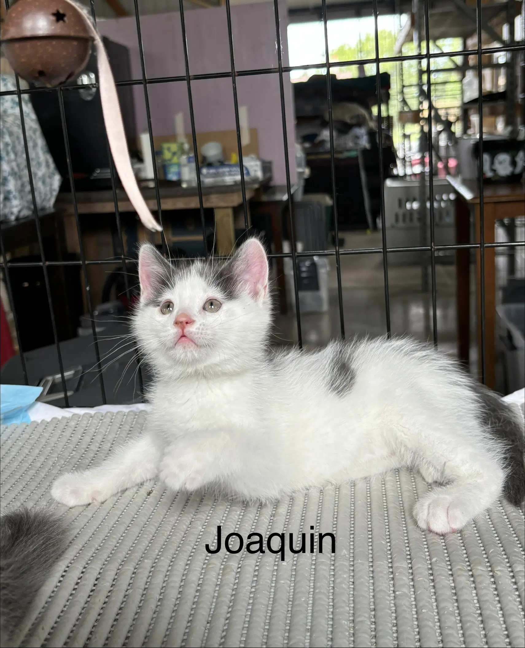Joaquin - The Phoenix Litter image 4