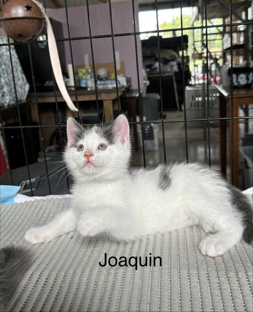 Photo 4 of Joaquin - The Phoenix Litter