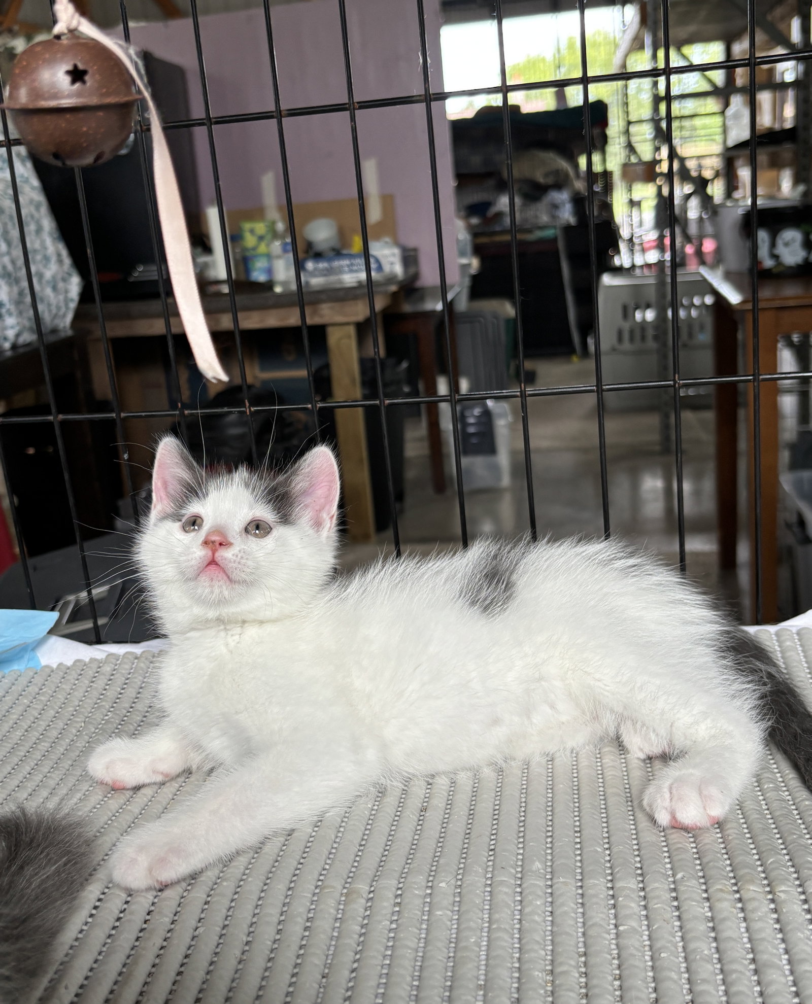 Joaquin - The Phoenix Litter, photo 2