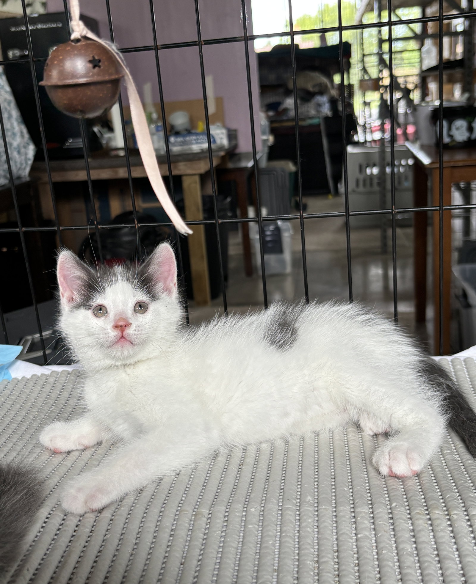 Joaquin - The Phoenix Litter, photo 7