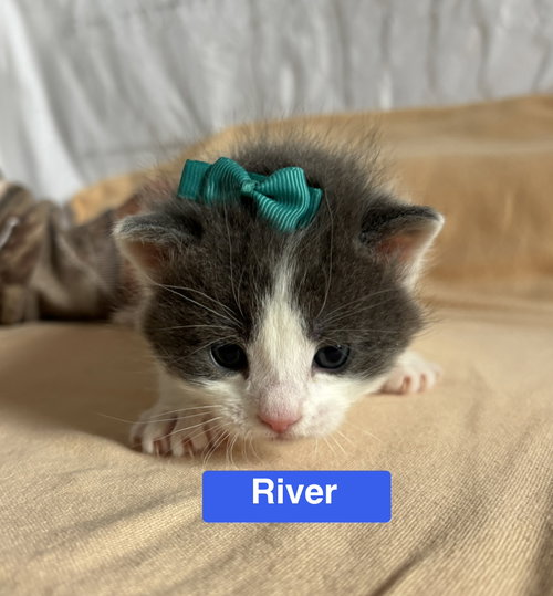 River - The Phoenix Litter
