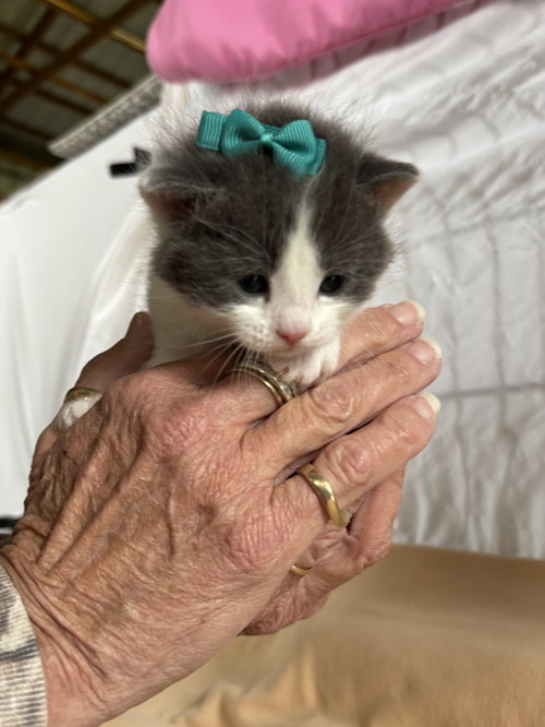 Photo 3 of River - The Phoenix Litter