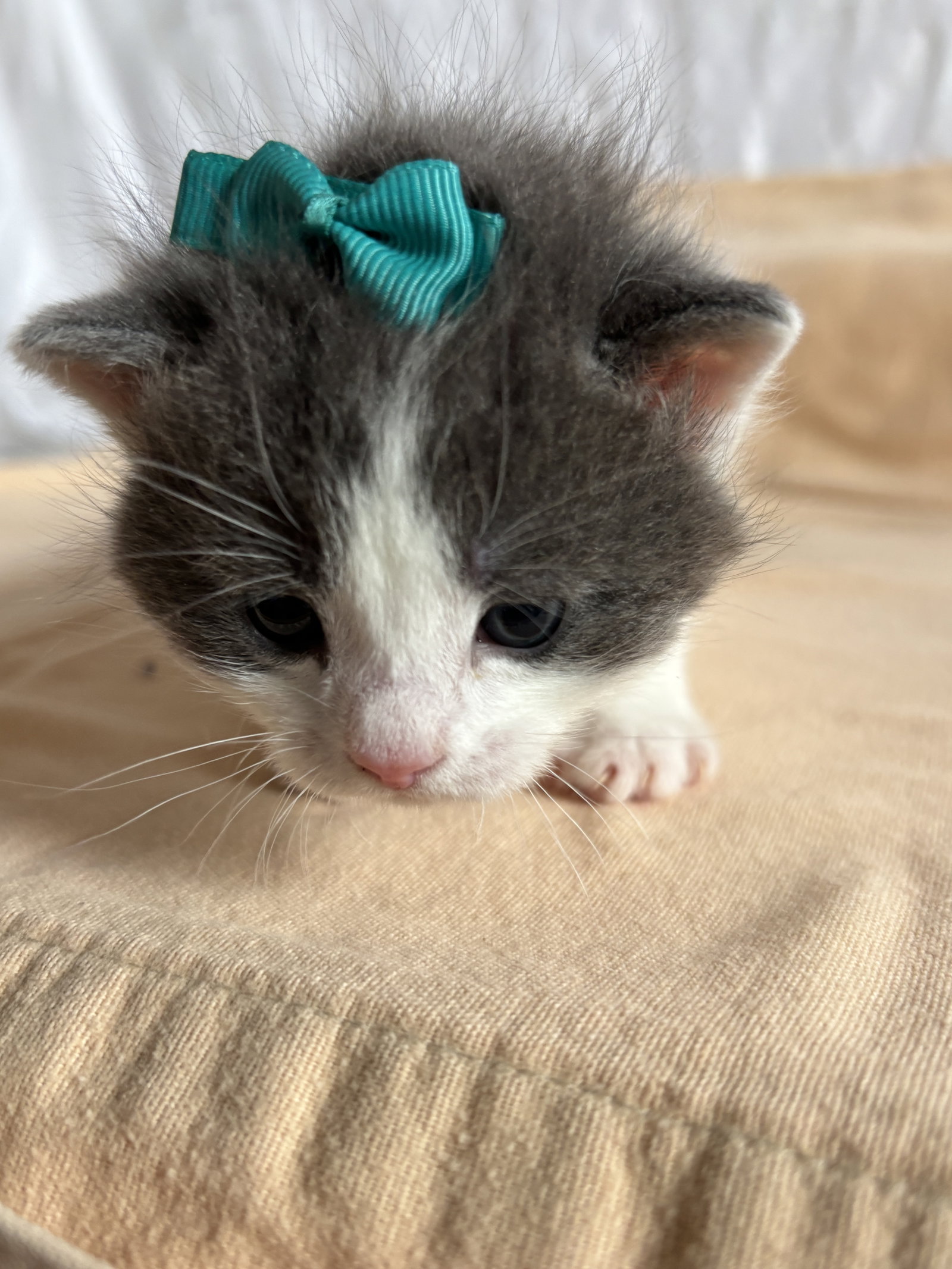 River - The Phoenix Litter, photo 4