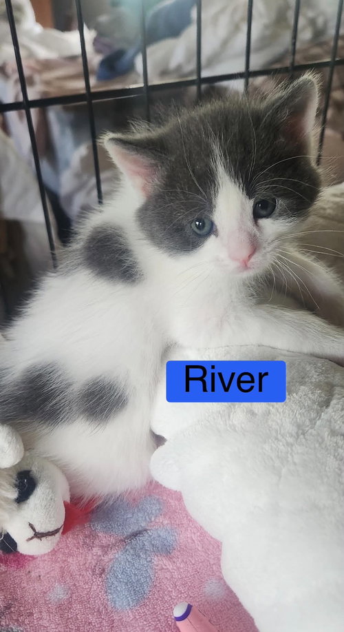 Photo 2 of River - The Phoenix Litter