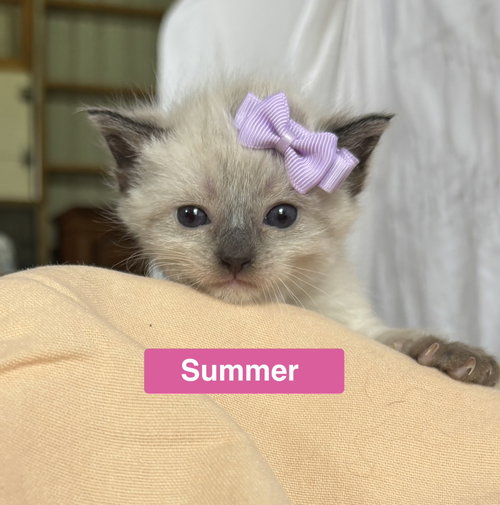 Summer - The Phoenix Litter
