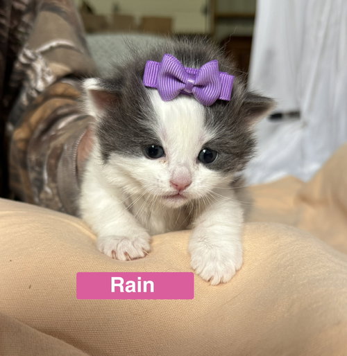 Rain - The Phoenix Litter