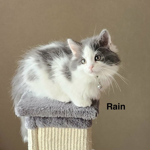 Rain - The Phoenix Litter, an adoptable Domestic Medium Hair in Sheboygan, WI