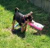 Spring -Water Litter - Photo 1