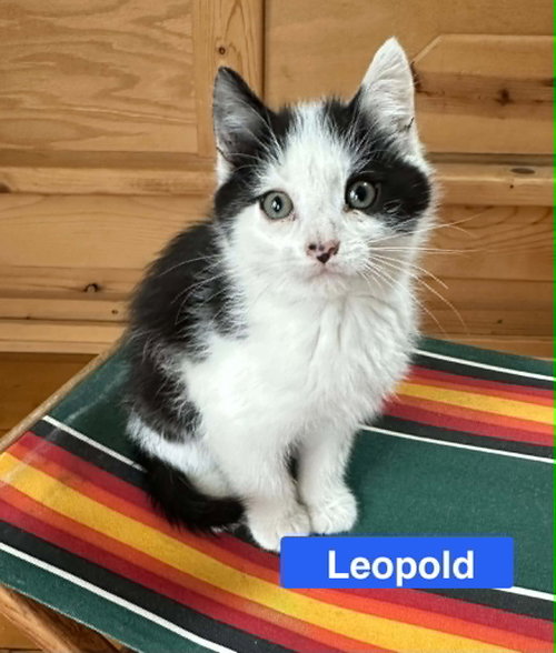Leopold - The Country Litter