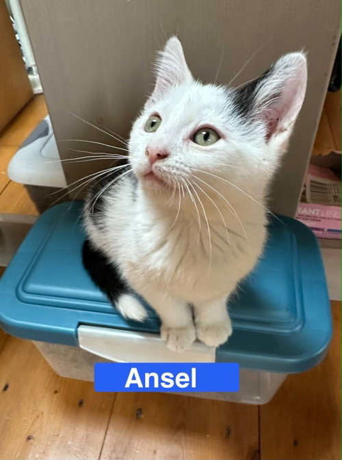 Ansel - The Country Litter