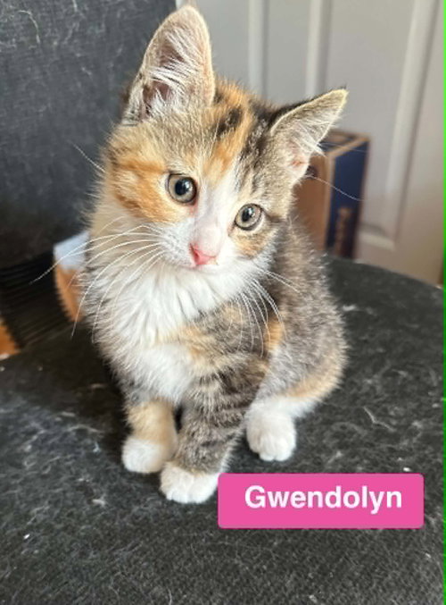 Gwendolyn - The Country Litter