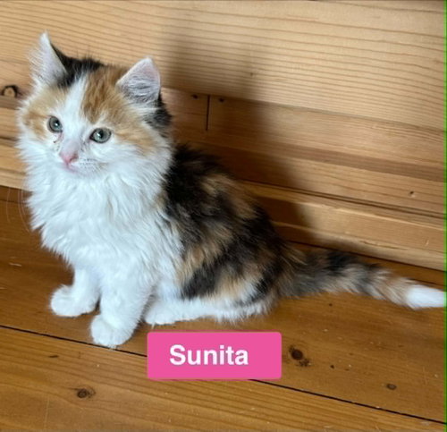 Sunita - The Country Litter
