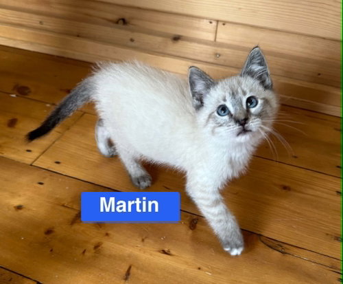 Martin - The Country Litter
