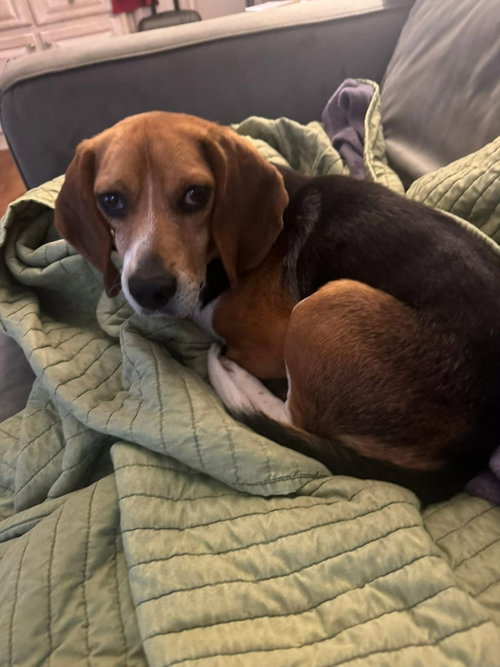Charlie photo 2