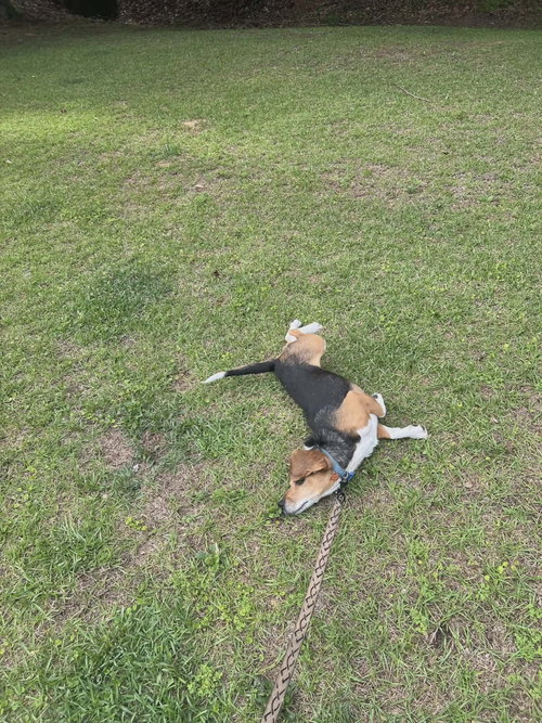 Charlie photo 6