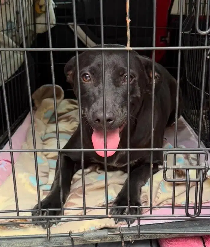Mama - Black Labrador Retriever