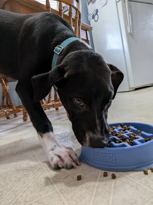 Milo photo 3
