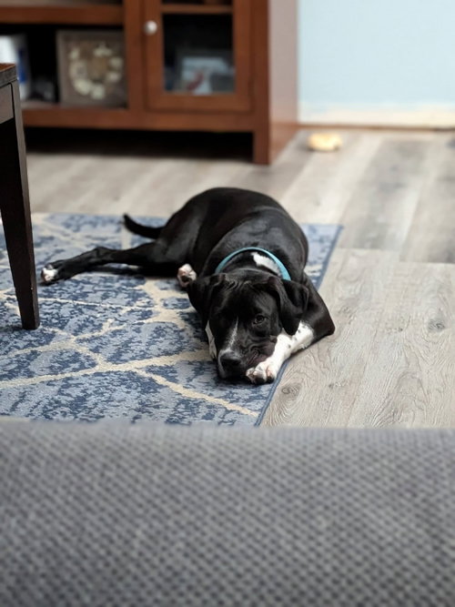 Milo photo 4