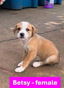 Betsy - Americana Litter