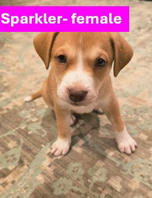 Sparkler - Americana Litter, an adoptable Labrador Retriever in Sheboygan, WI