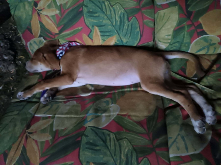 Glory - Americana Litter