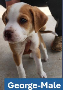 George - Americana Litter