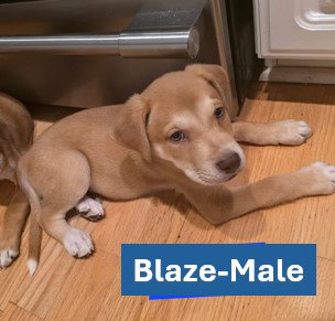 Blaze - Americana Litter