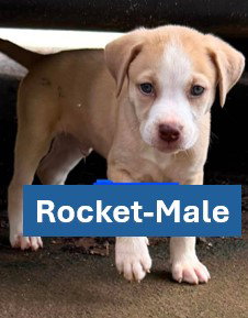 Rocket - Americana Litter