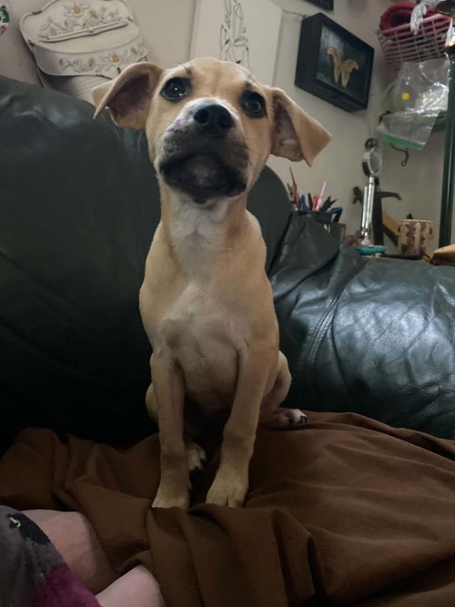 Bella - Twilight Litter, an adoptable Hound in Sheboygan, WI