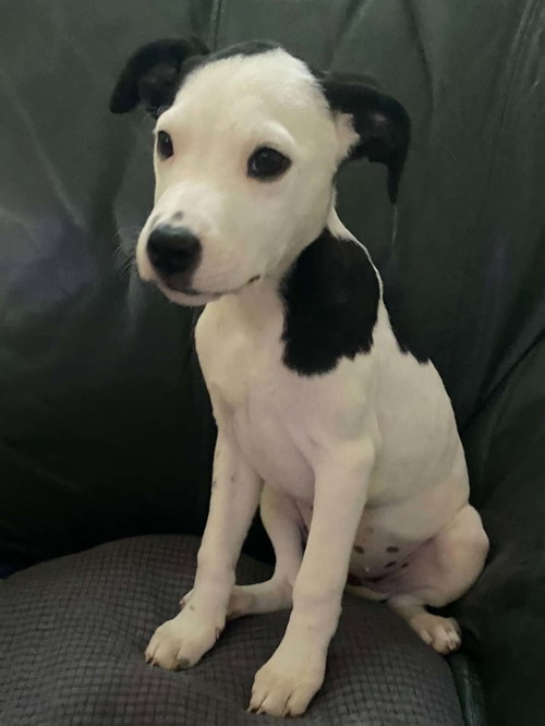 Rosalie - Twilight Litter, an adoptable Hound in Sheboygan, WI