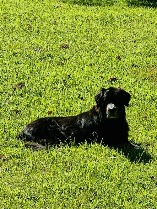 Vader - coming soon!, a dog for adoption from PAWS UP PET RESCUE INC