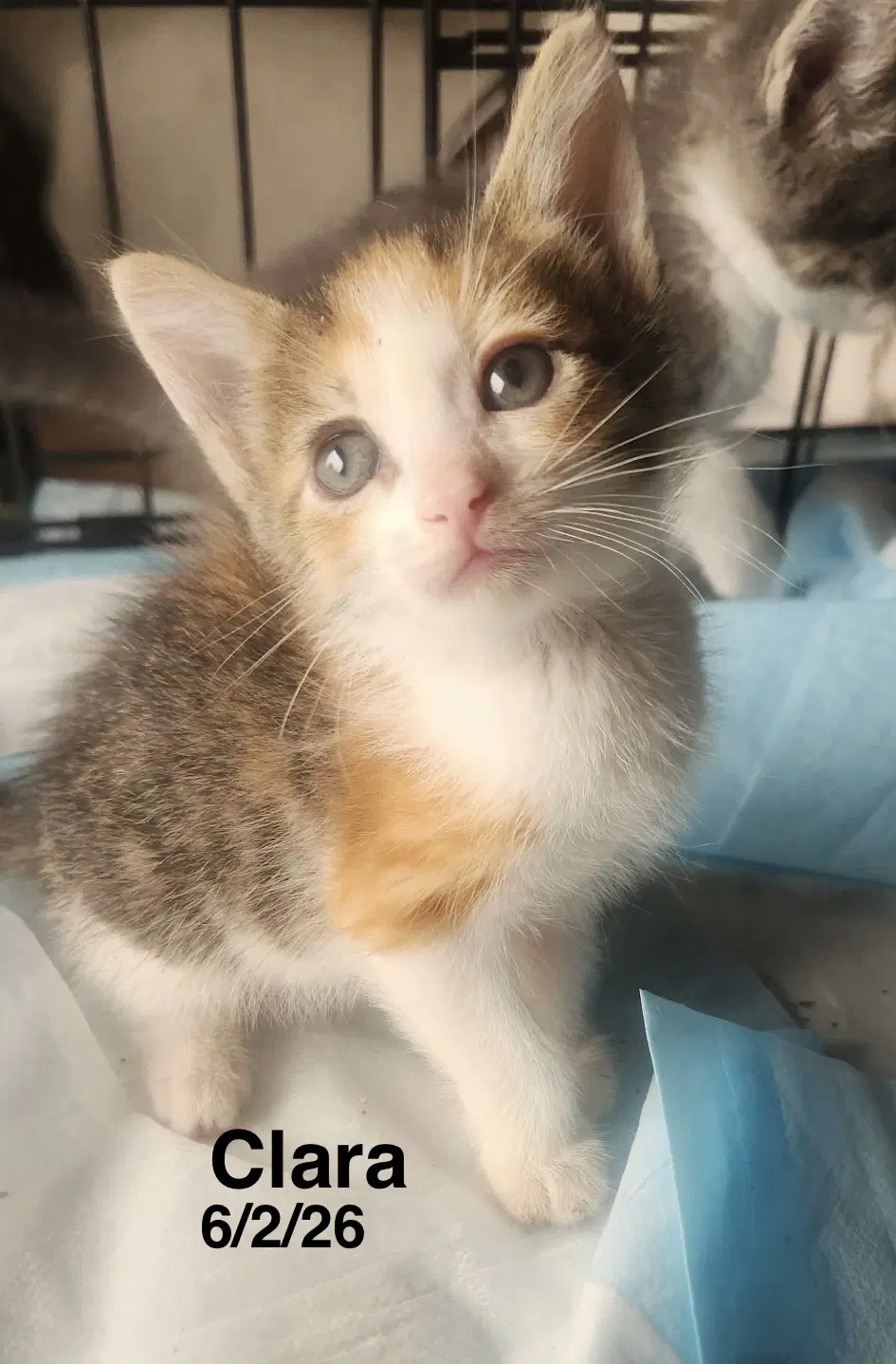 Clara - Calico