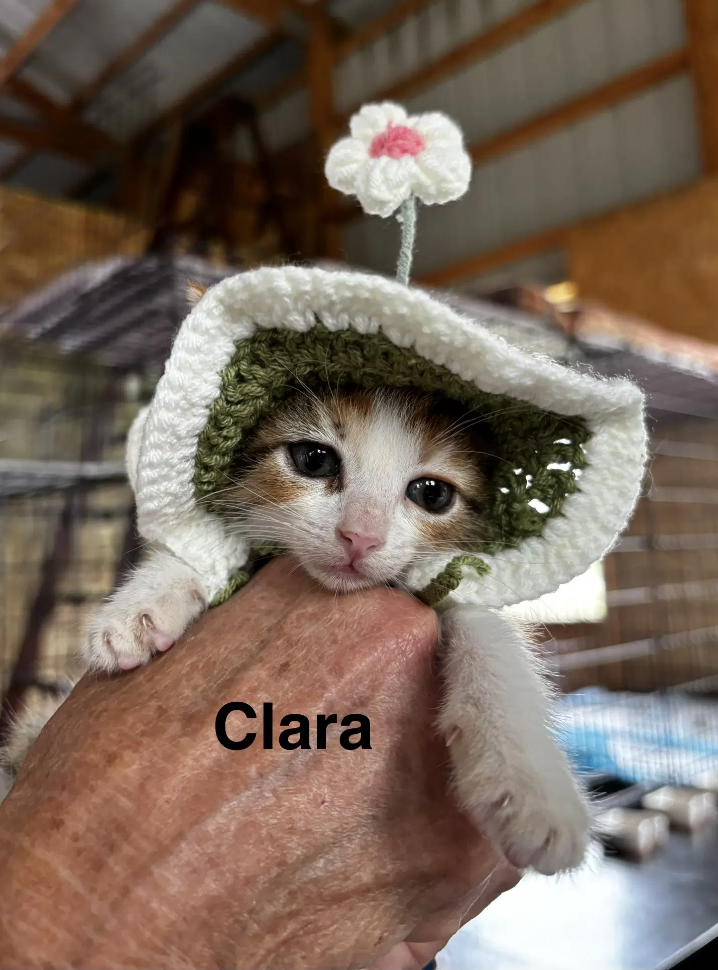 Clara image 2