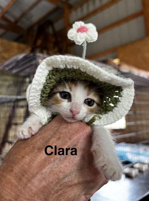 Photo 2 of Clara