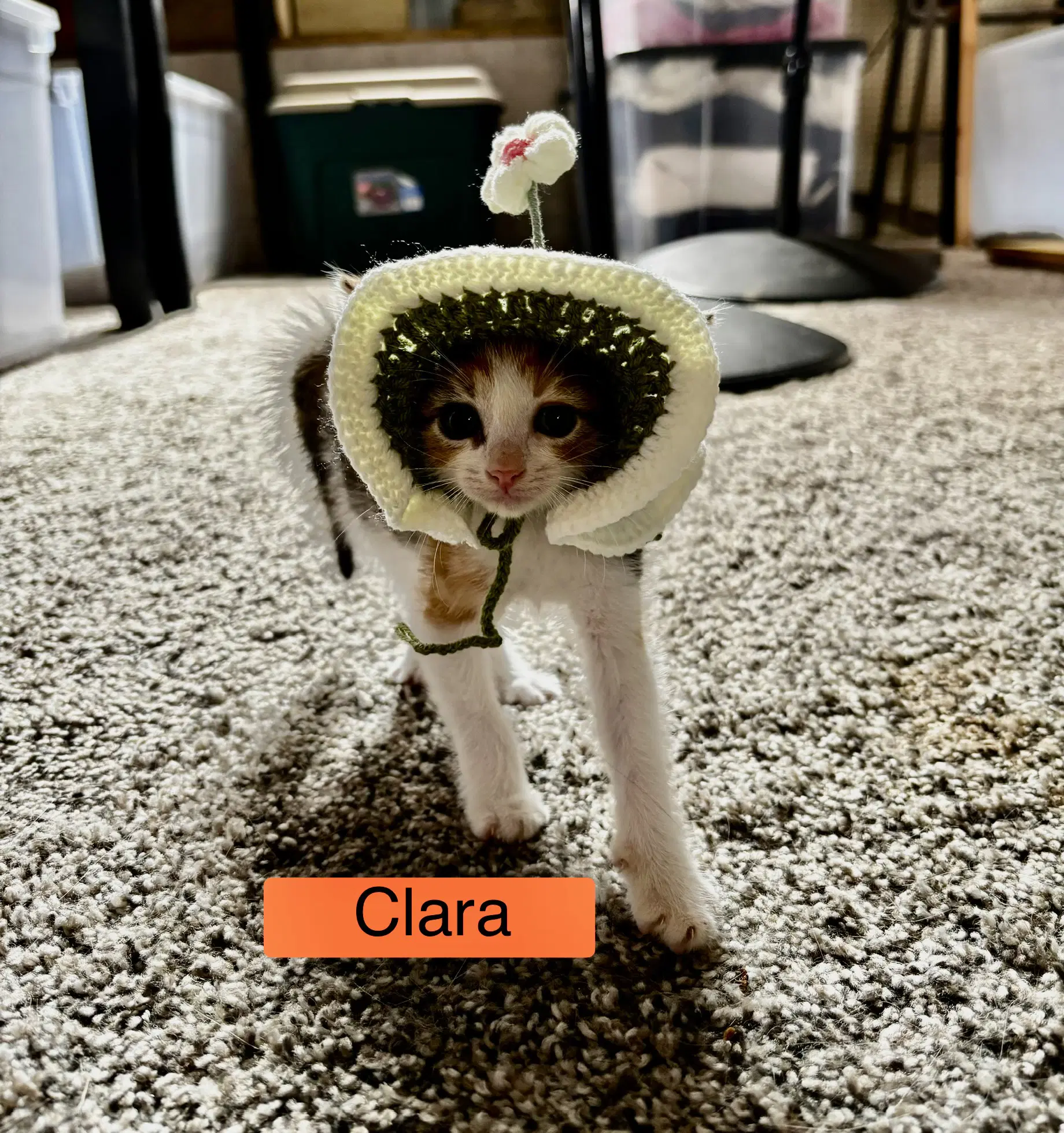 Clara image 3