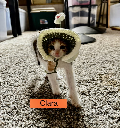 Photo 3 of Clara